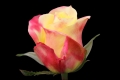 hot merengue